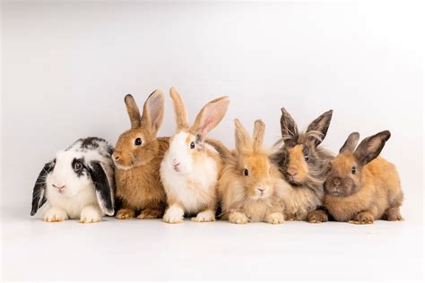 Best Rabbit Breeds For Pets | Andy by Anderson Hay Blog