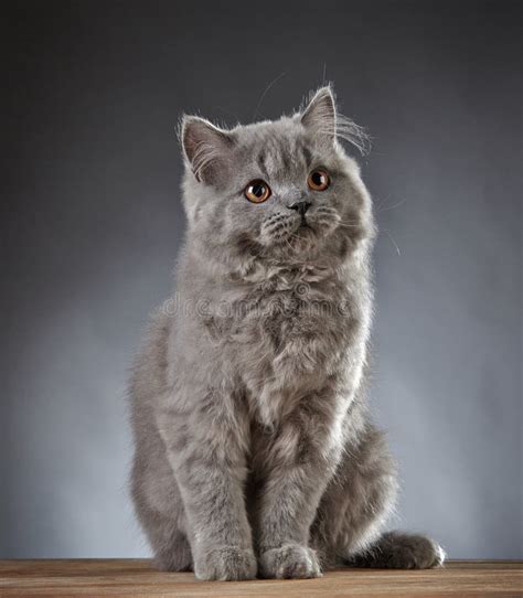 British longhair cat stock photo. Image of beautiful - 17497382