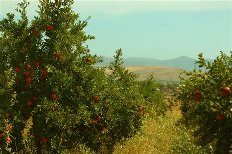 Pomegranate plants 002 on Behance