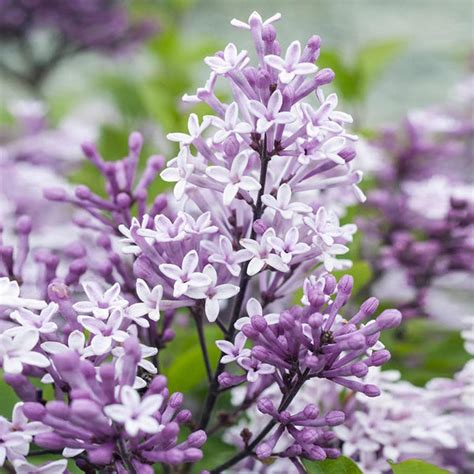 Dwarf Korean Lilac Trees for Sale | FastGrowingTrees.com