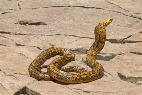 Which snake is Africa's deadliest? - Africa Geographic Blog | Snake, Beautiful snakes, Reptiles ...