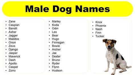 Male Dog Names: Unique, Strong, Classy, Cute, Cute - GrammarVocab