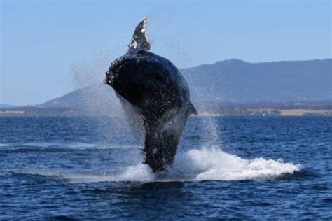 Whale Watching Photos - Narooma Charters