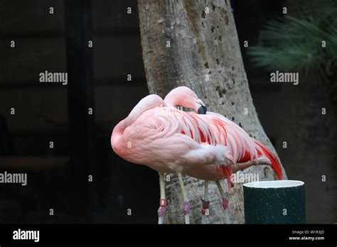 Pink Flamingo in Las Vegas Nature Habitat Stock Photo - Alamy