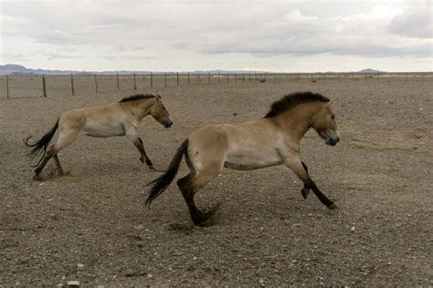 Long way home as Przewalski's horses fly to Mongolia