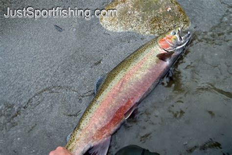 Picture of a Rainbow trout.