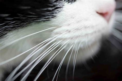 My back, my neck, my… Whiskers? All About Whisker Fatigue in Cats ...