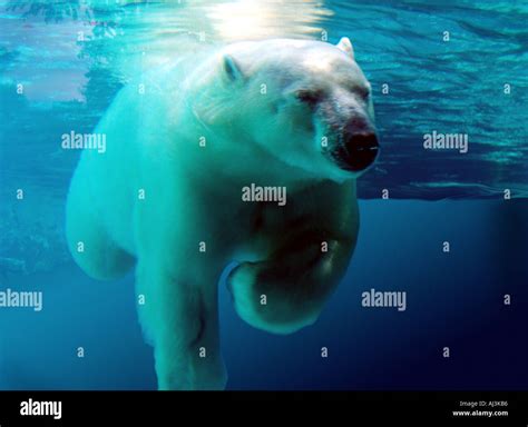 Polar Bear Swimming Underwater Stock Photo: 4769717 - Alamy