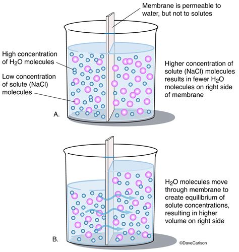 Osmosis Definition