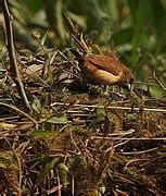 Category:Birds in Najafgarh drain bird sanctuary - Wikimedia Commons