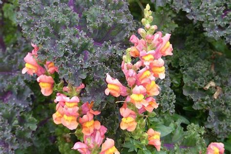 23 of the Best Snapdragon Varieties to Grow at Home