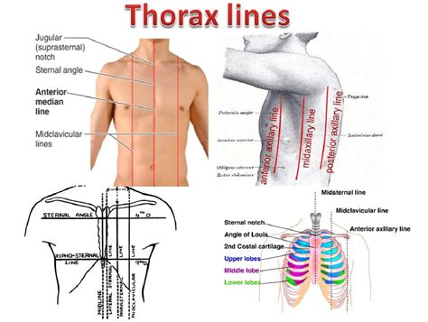 Anterior Axillary Line