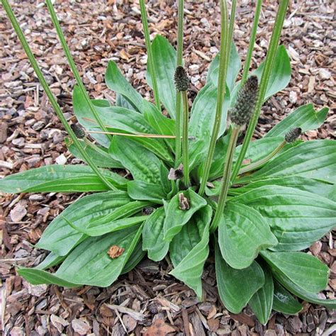 Ribwort plantain, English plantain Seeds (Plantago lanceolata)