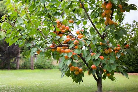 Apricot Trees - Minneopa Orchards