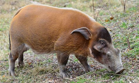 Red River hog | Smithsonian's National Zoo