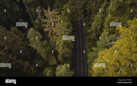 Aerial View of Giant Redwood Trees on Newton B. Drury Scenic Parkway road in Redwoods State and ...