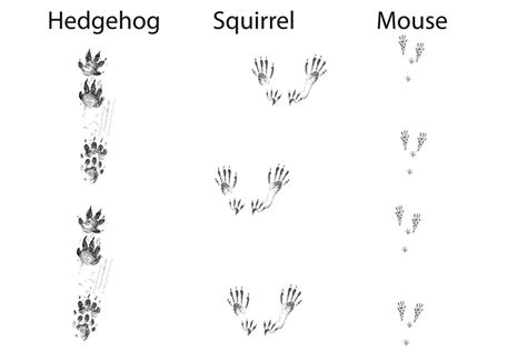 Squirrel hedgehog mouse tracks Typical footprints isolated black icon ...