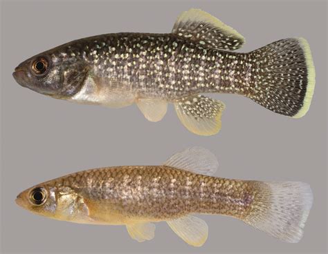 Gulf Killifish – Discover Fishes