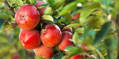 How To Grow An Apple Tree | Lawn.com.au