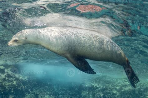 sea lion underwater 20438868 Stock Photo at Vecteezy