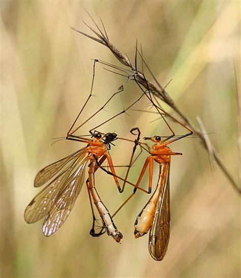 Scorpion Flies, Hanging Flies - Order Mecoptera, Harpobittacus ...