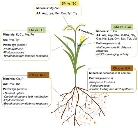 Schematic representation of local and systemic changes in wheat plants... | Download Scientific ...