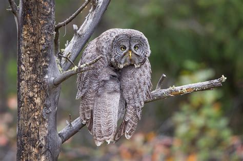 Wacky winners from the Comedy Wildlife Photography Awards 2023