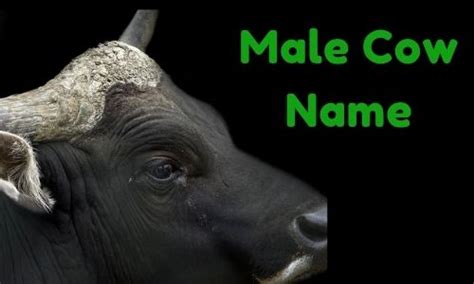 {1000+} » Male Cow Name » [ Funny + Unique + Famous + Badass ]