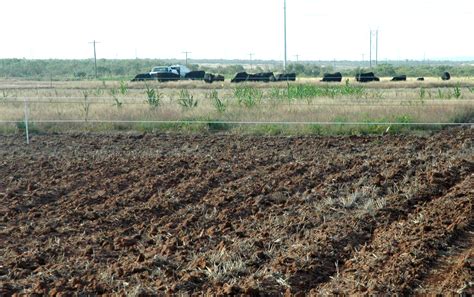 Transitioning cropland to pastureland in Rolling Plains requires multi ...