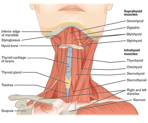 Sternohyoid Muscles