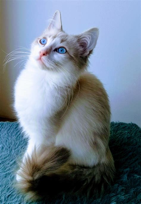 Maui, blue lynx bicolor ragdoll, 19 weeks | Cats, Ragdoll, Pets cats