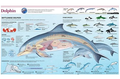 +14 Bottlenose Dolphin Life Cycle Diagram Ideas - Bigmantova