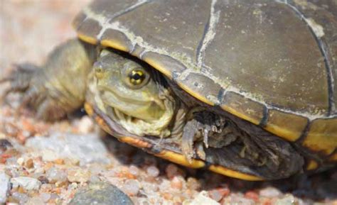 Yellow Mud Turtle Care: Everything That You Need To Know