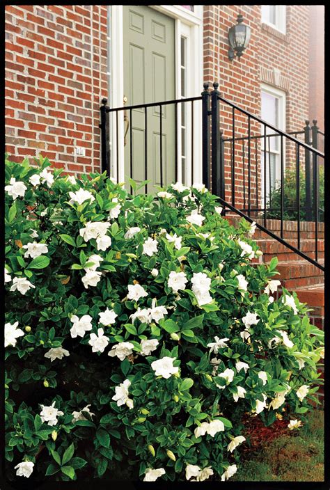 Gardenia Essential Southern Plant Gardenia Bush, Gardenia Plant, Gardenia Care, Dwarf Gardenia ...