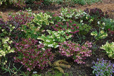 Hellebores In The Garden | Northwest Garden Nursery, Eugene, OR, Marietta and Ernie O'Byrne