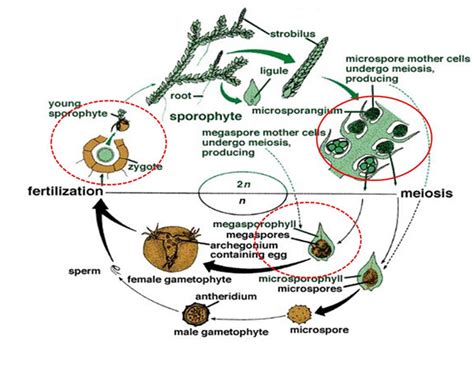 Heterospory and Seed habit in Selaginella