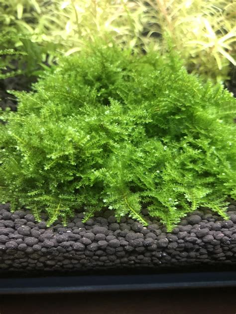 Moss identification? : r/PlantedTank