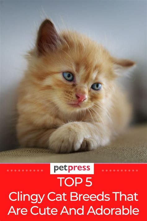 Top 5 Clingy Cat Breeds That Are Cute And Perfect To Be Your Pet