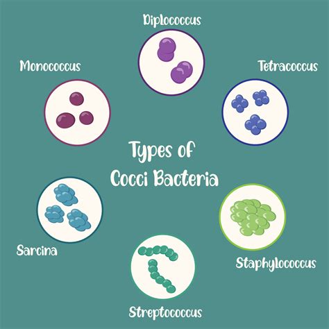 Types of Cocci Bacteria 6645989 Vector Art at Vecteezy