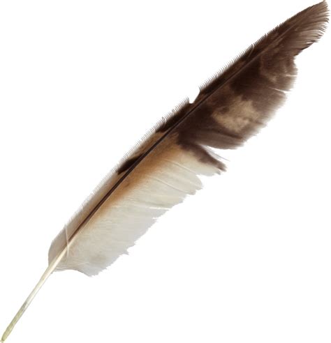 Feather Bird Quill Pen - feather png download - 913*949 - Free Transparent Feather png Download ...