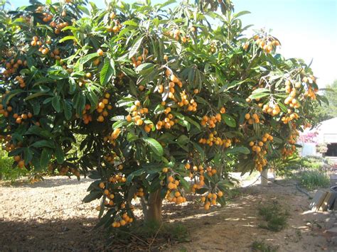 Níspero. | Nispero arbol, Cultivo de árboles frutales, Arboles frutales