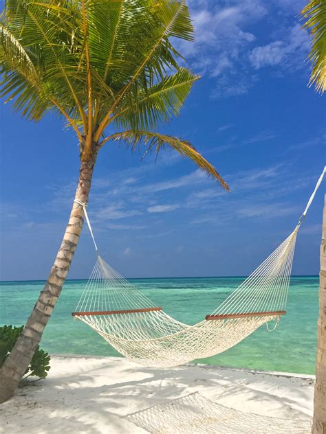 Beach With Palm Trees And Hammock