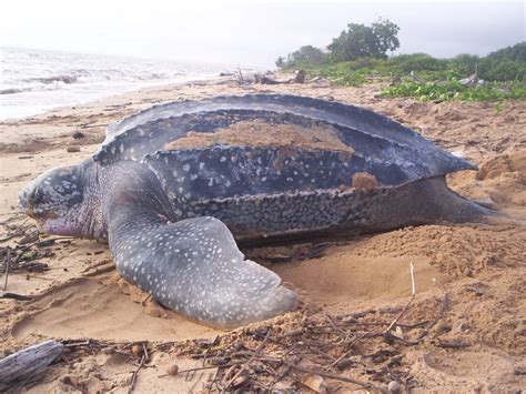 Leatherback Sea Turtle - Sea Turtle Facts and Information