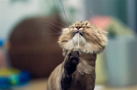 Hair Loss Symptoms & Treatment for Cats
