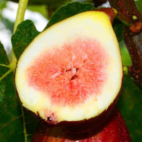 Figs Seeds, Fruit Tree Seeds, 100pcs/pack – UrbanGardenSeed