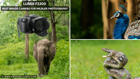 Best Bridge Camera for Wildlife Photography: Lumix FZ300