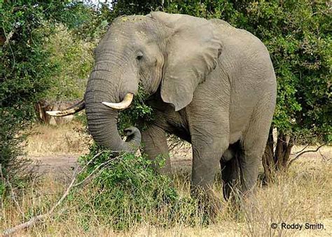 Elephant eating leaves and twigs, Lower Zambezi National Park, Zambia