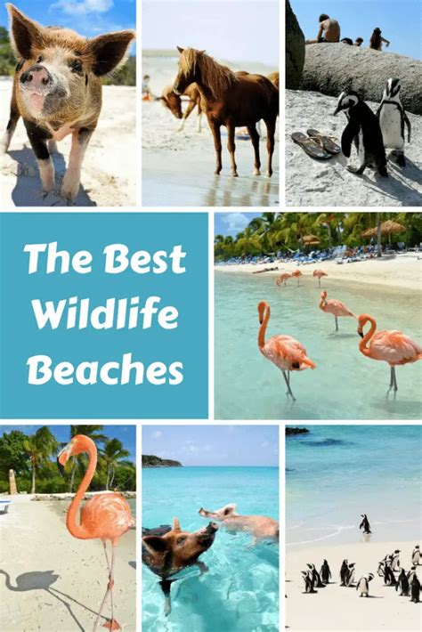 Beaches where you Can Mingle with Flamingos and other Wildlife