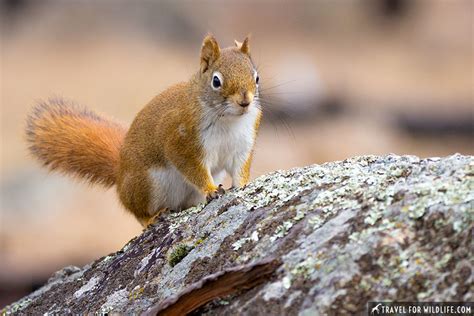 Devils Tower Animals: Close Encounters of the Wild Kind | Travel For ...