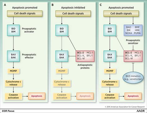 BCL-2 Antagonism to Target the Intrinsic Mitochondrial Pathway of Apoptosis. - Abstract - Europe PMC